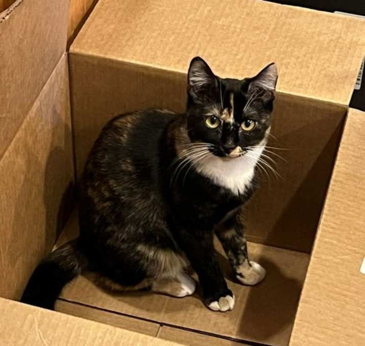 Photo of Basil