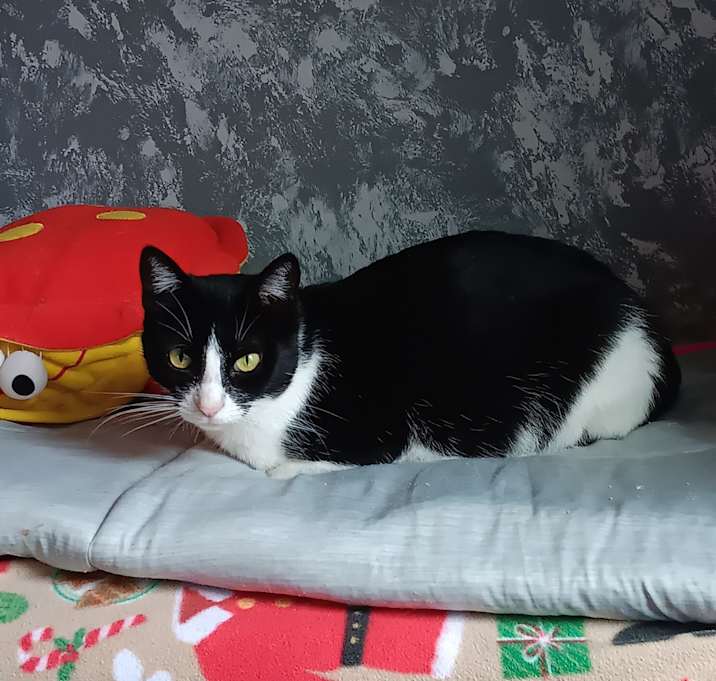 Photo of Fancy
