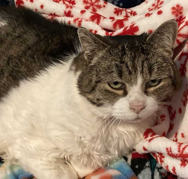 Photo of Poncho