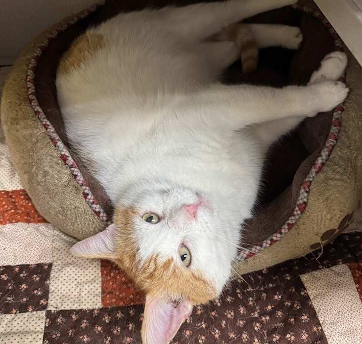 Photo of Patches