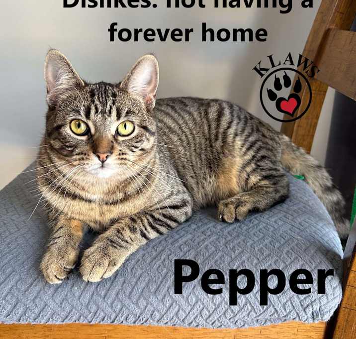 Photo of Pepper