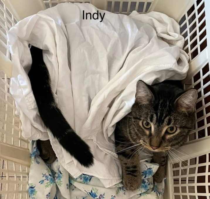 Photo of Indy