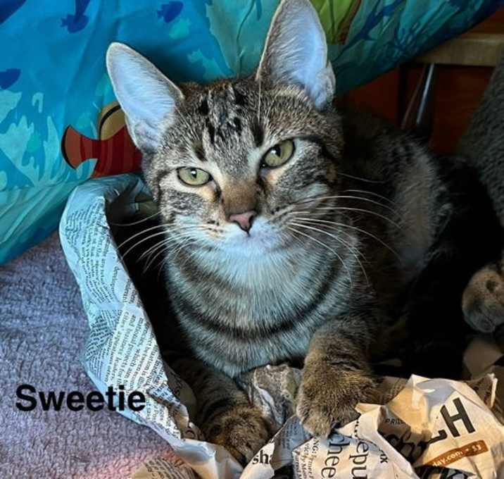 Photo of Sweetie