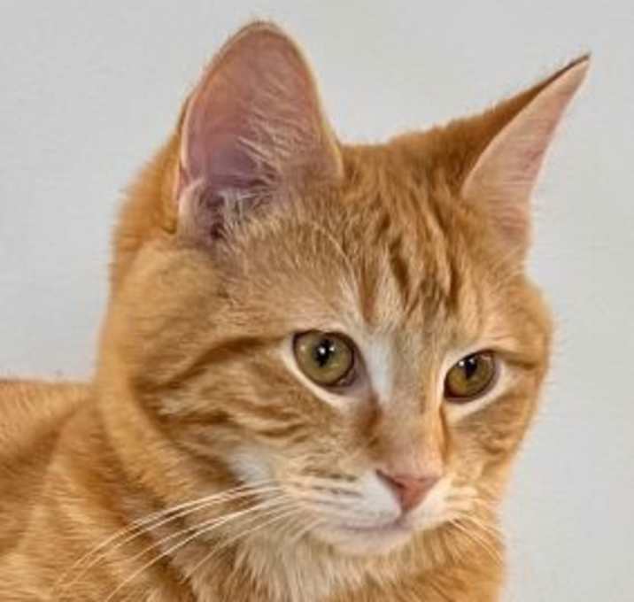 Photo of Spanky