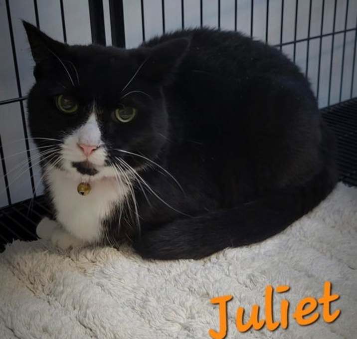 Photo of Juliet