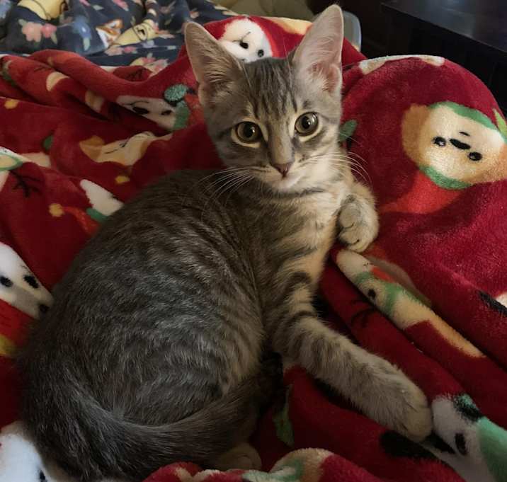 Photo of Dominic (Dom)