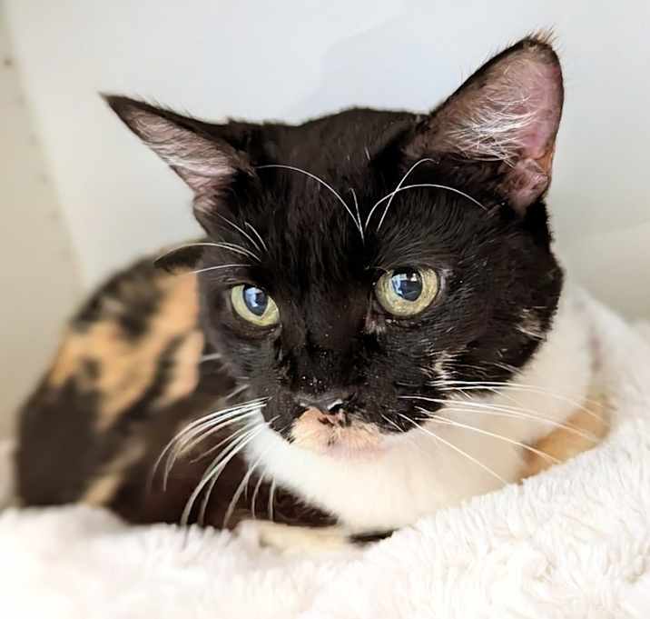 Photo of Lady Mae