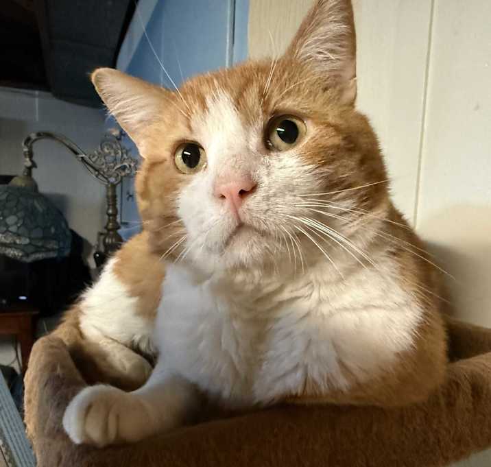 Photo of Coconut