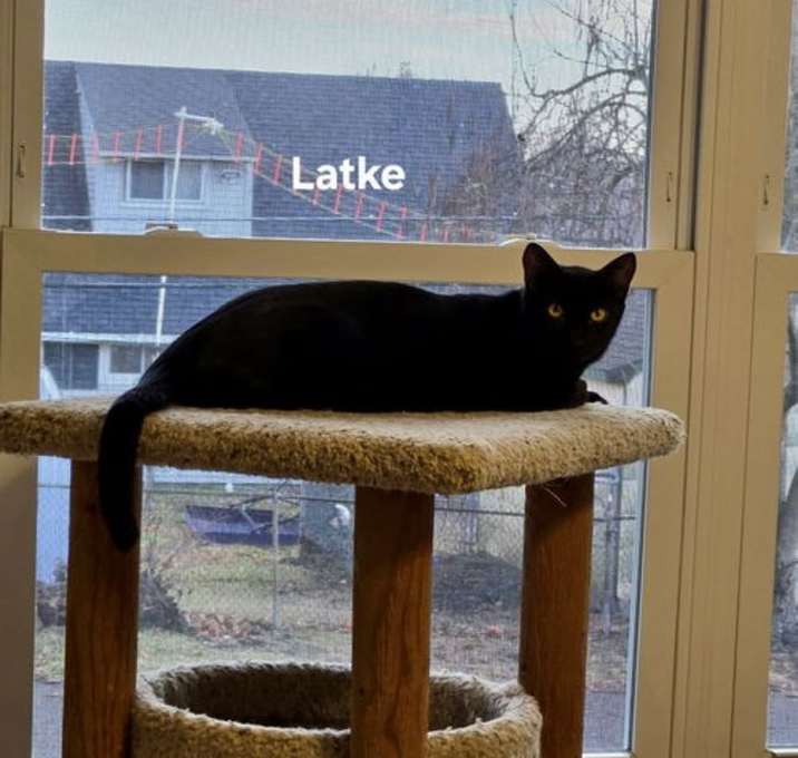 Photo of Latke