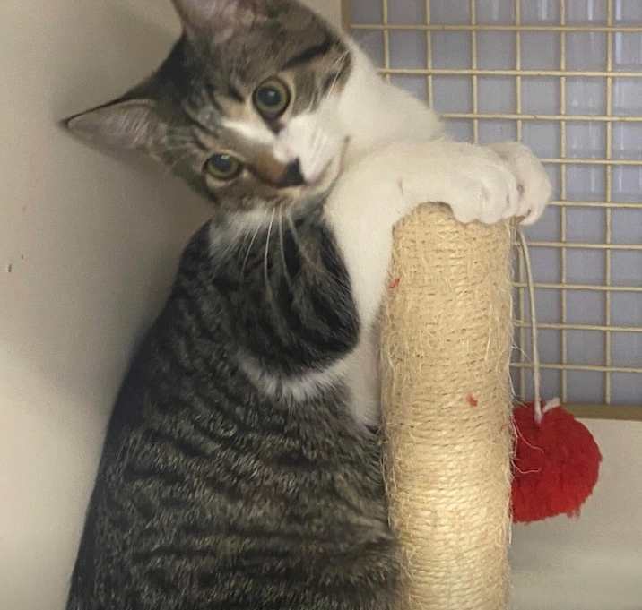 Photo of Fig