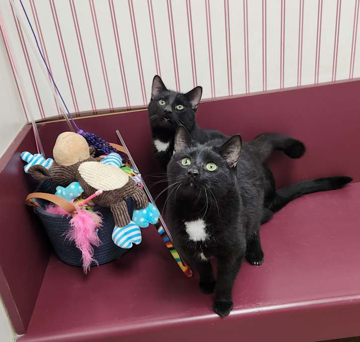 Photo of Simon & Alvin