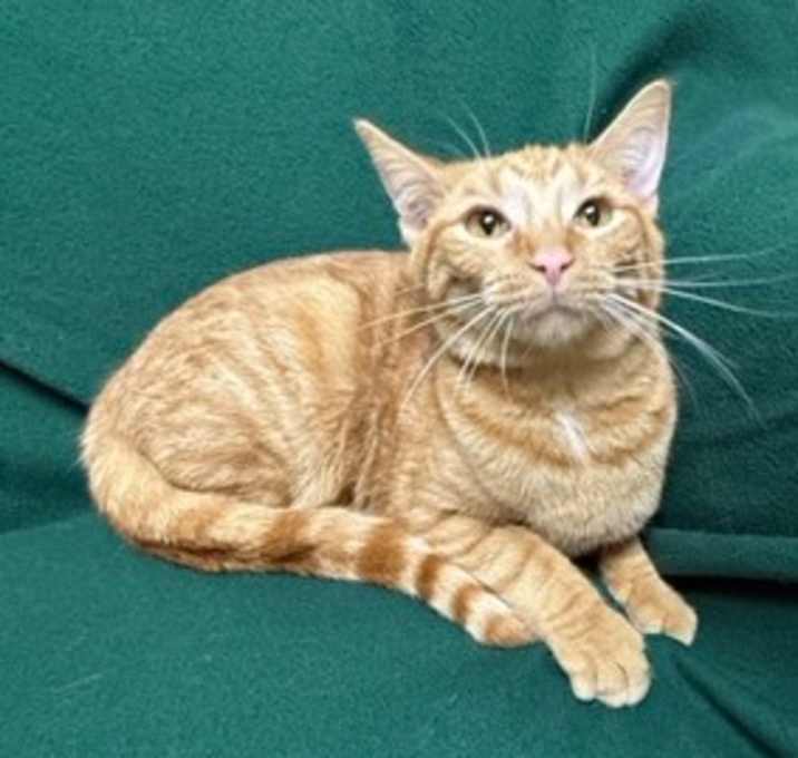 Photo of Oscar