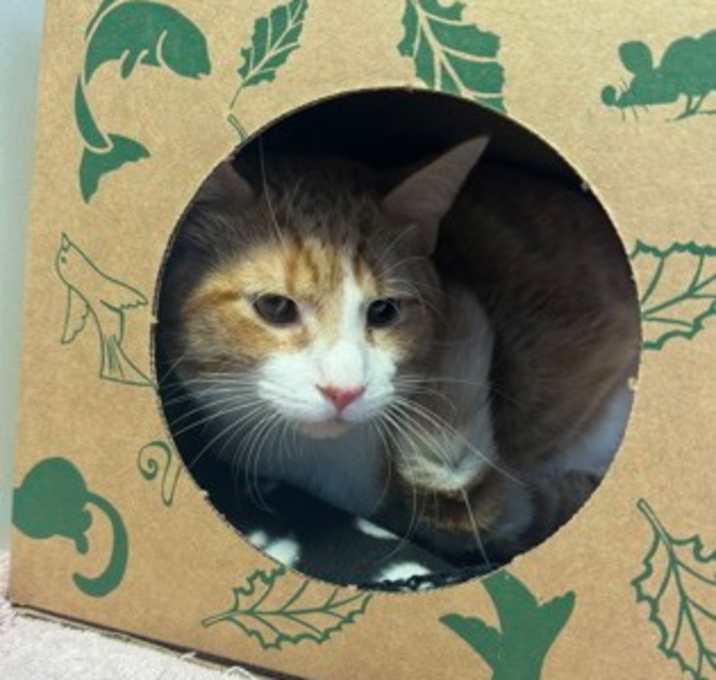 Photo of Coconut