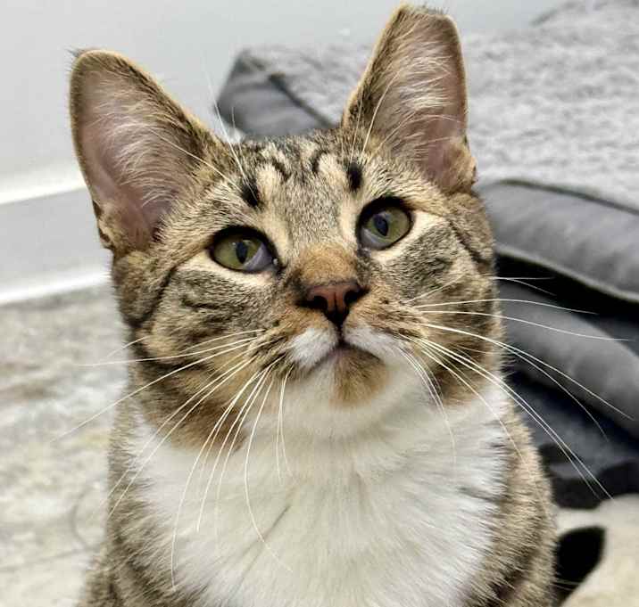 Photo of Forrest, chill & friendly boy!