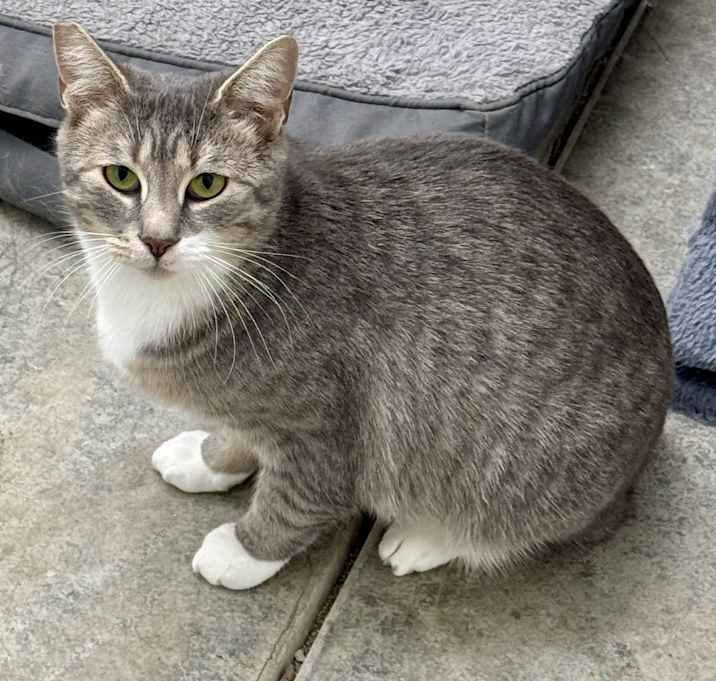 Photo of Tiny,totally playful companion