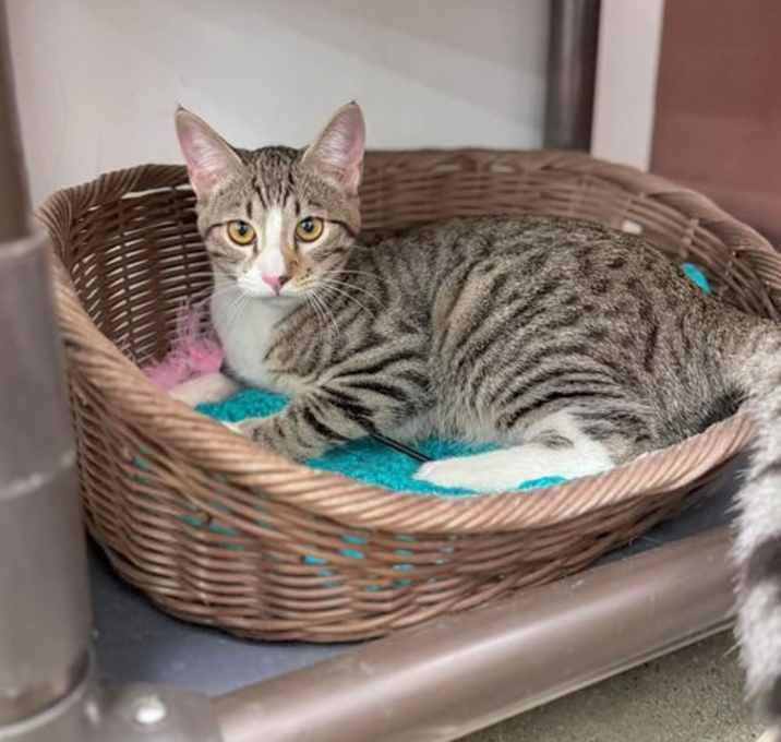 Photo of Pepper