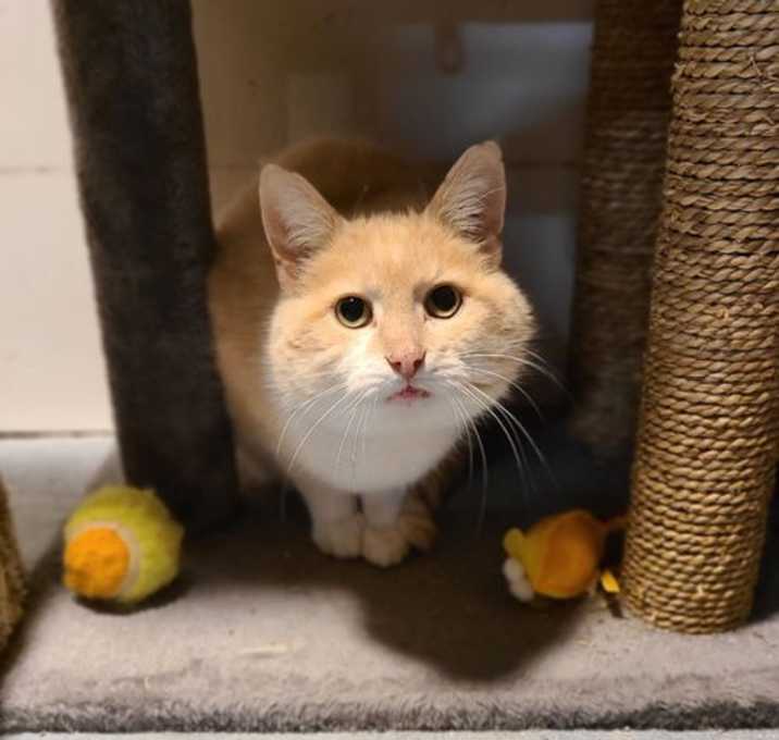 Photo of Olive