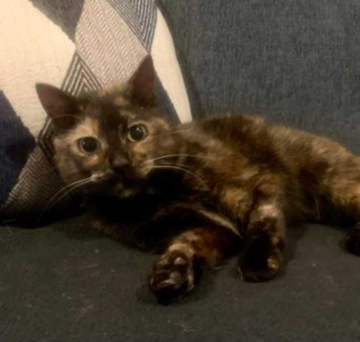 Photo of Pretty Peyton(Foster Home)