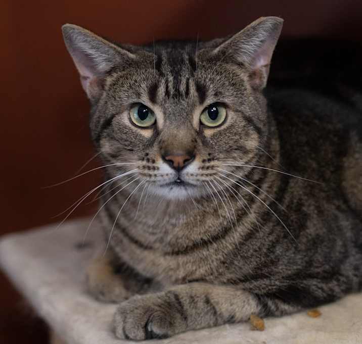 Photo of Mocha