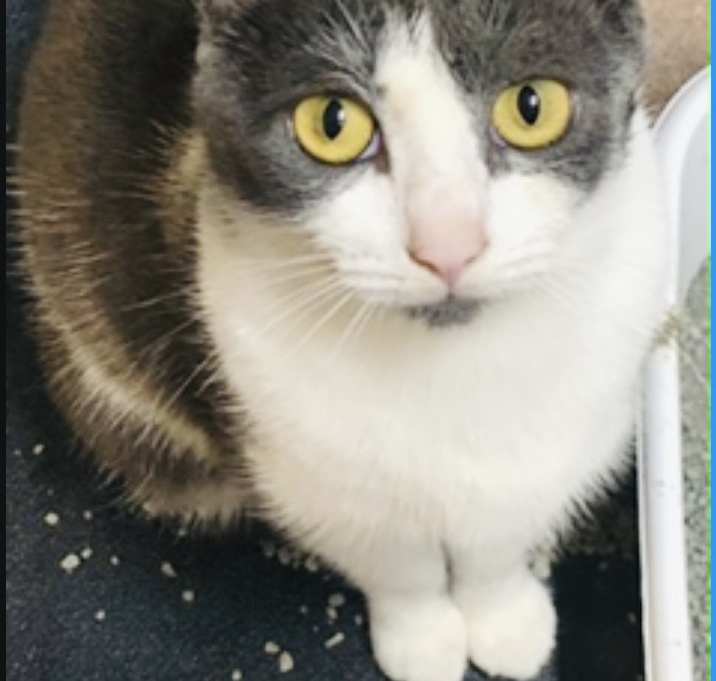 Photo of Gracie (so sweet)