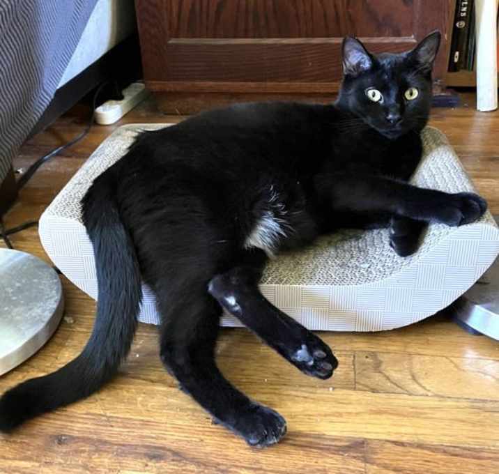 Photo of Black Panther