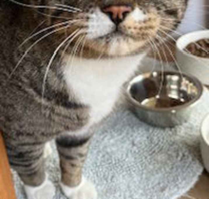 Photo of Buster