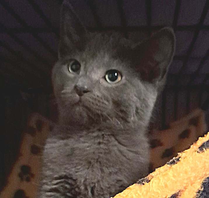 Photo of Wilbur