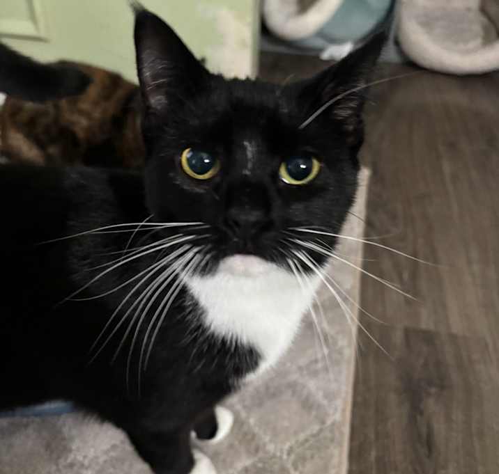 Photo of Tuxie