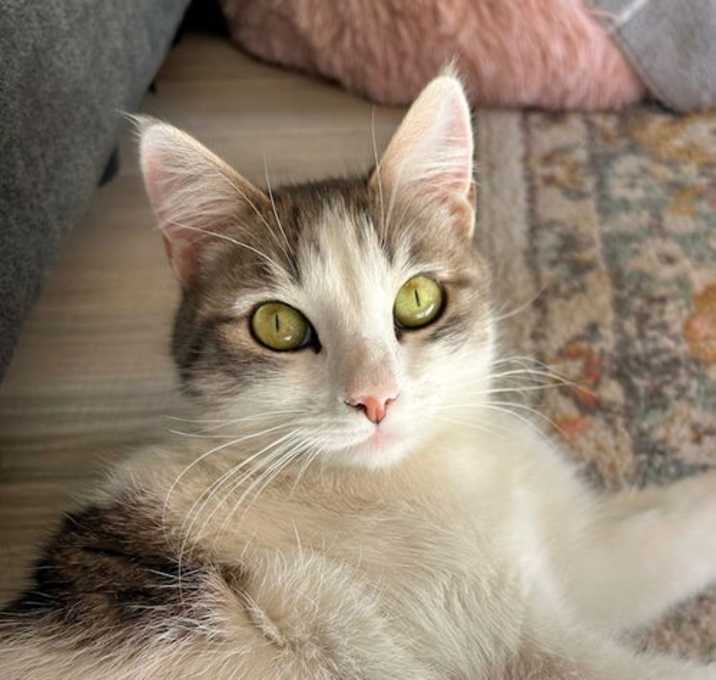 Photo of Missy - Super Sweet!