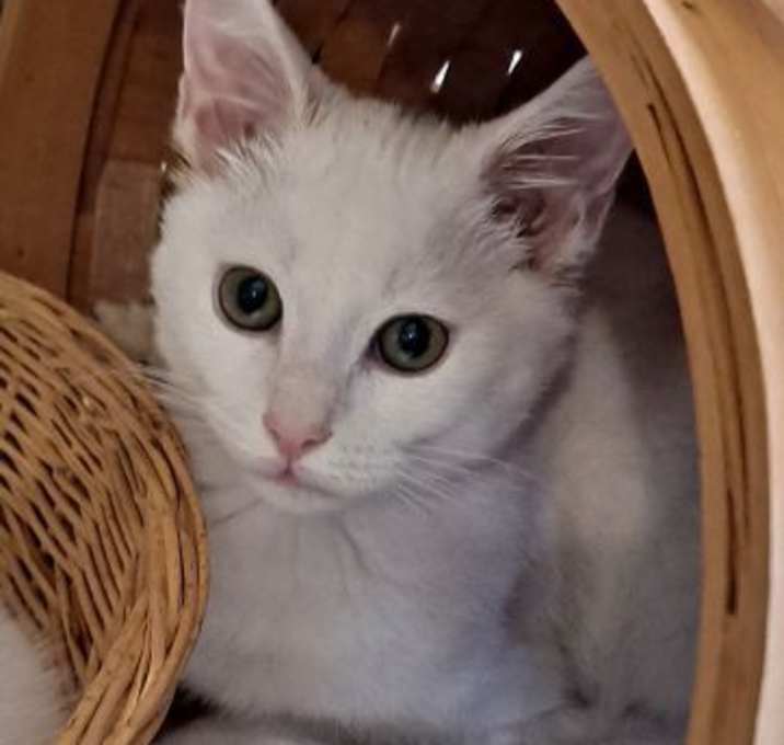 Photo of Smudge