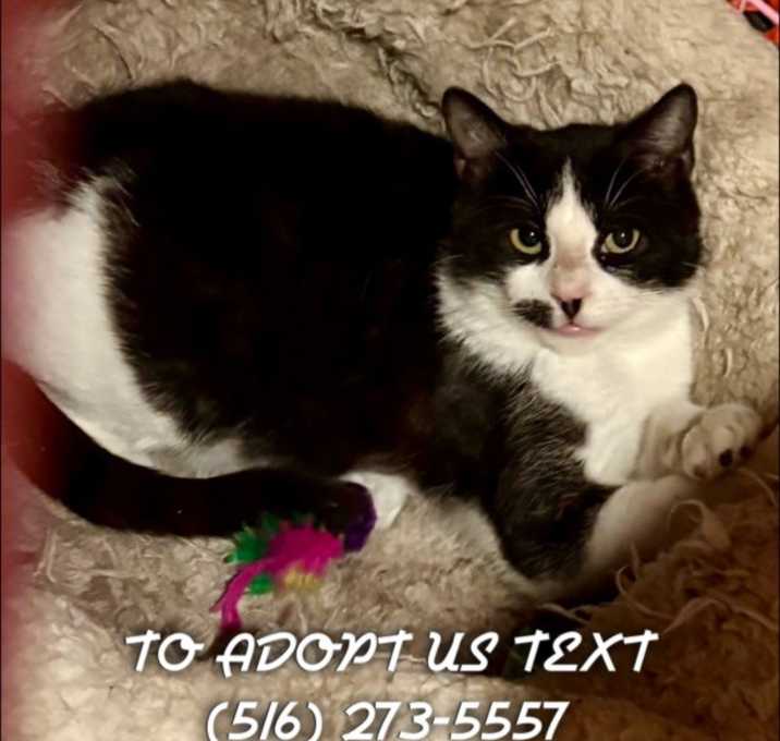 Photo of Smudge