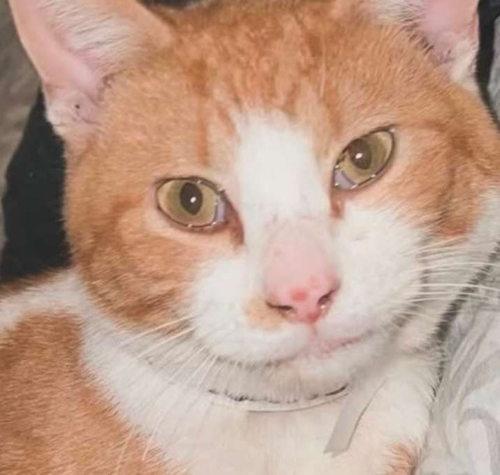 Photo of Carrot