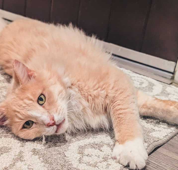 Photo of Simba