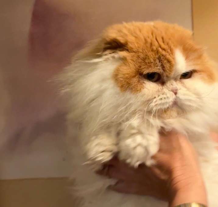 Photo of Ginger (and Sylvie)