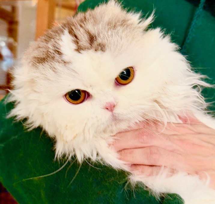 Photo of Sylvie (and Ginger)