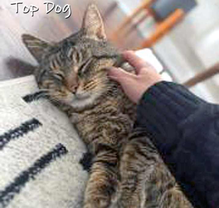 Photo of Top Dog