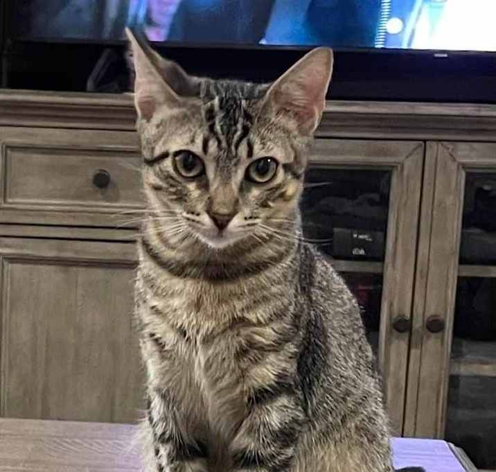 Photo of Ranger