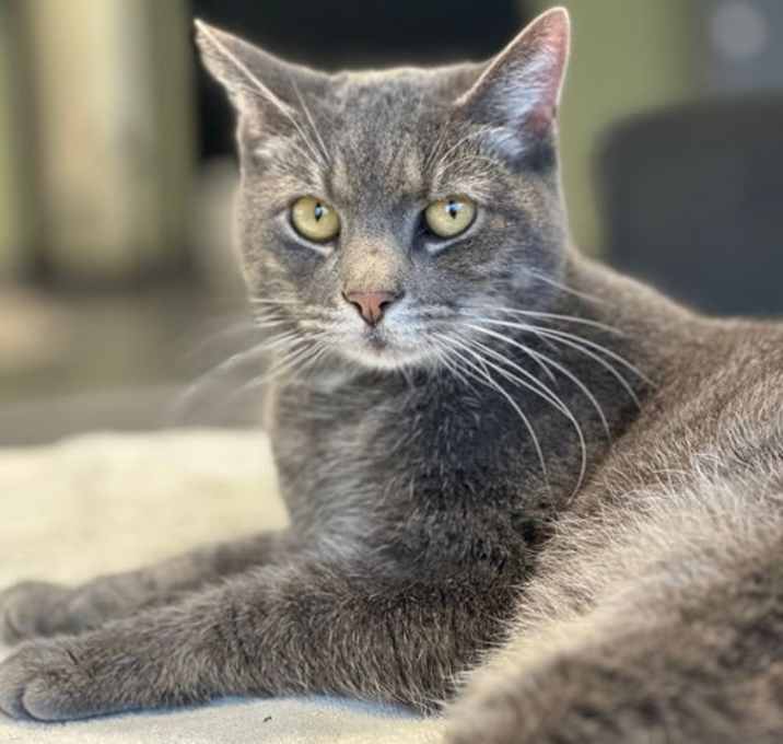 Photo of Shimmer