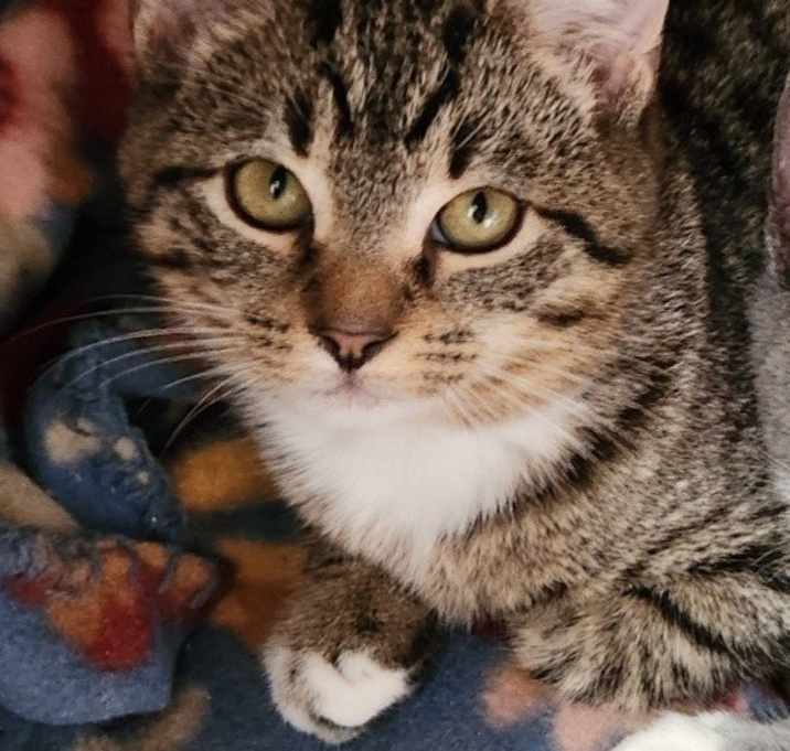 Photo of 7142 Hazel