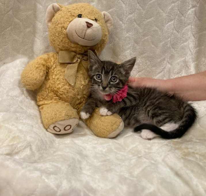 Photo of Stella