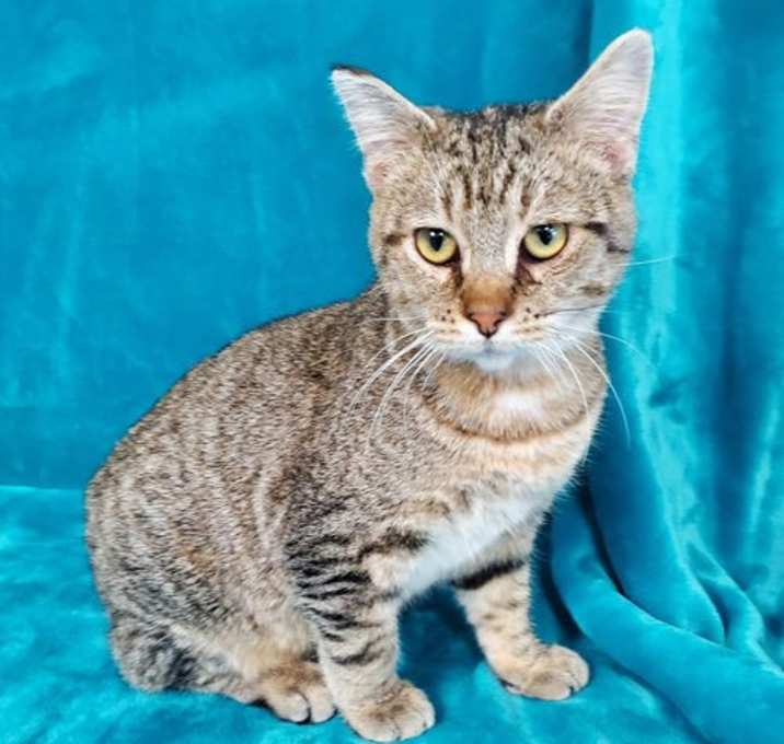 Photo of Itty Bitty Charlie