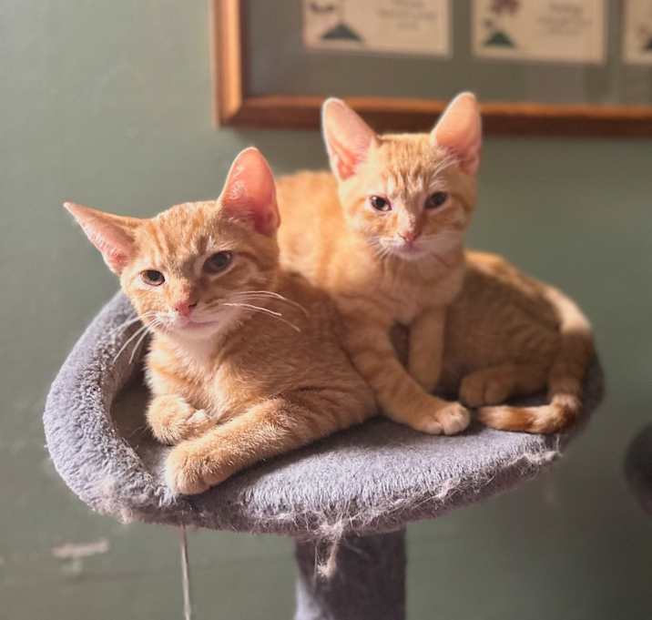 Photo of Weasley