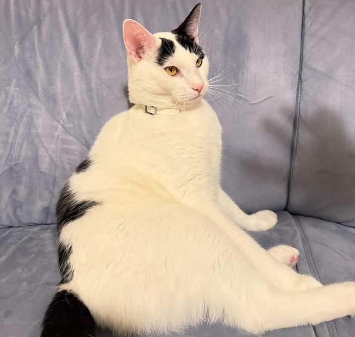Photo of King