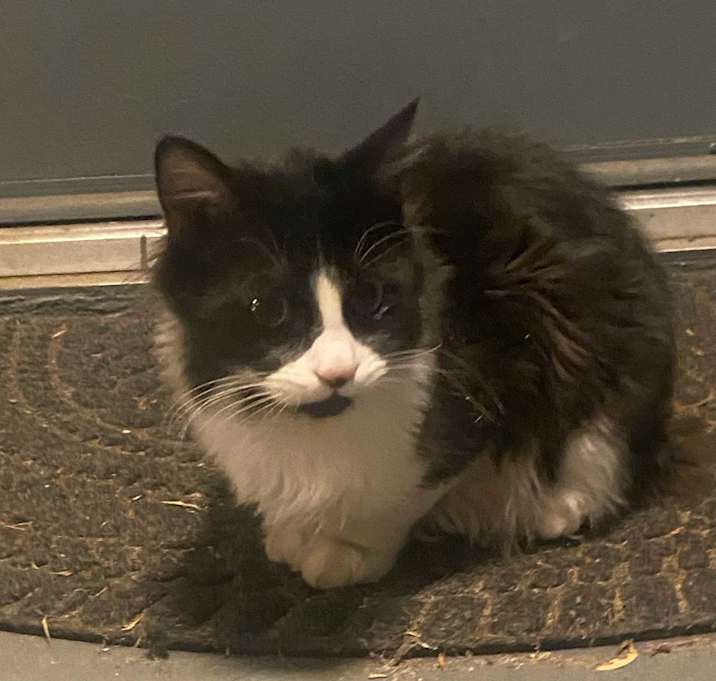 Photo of Pistachio and Mr. Meowgee