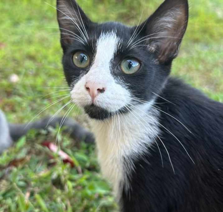 Photo of Lady