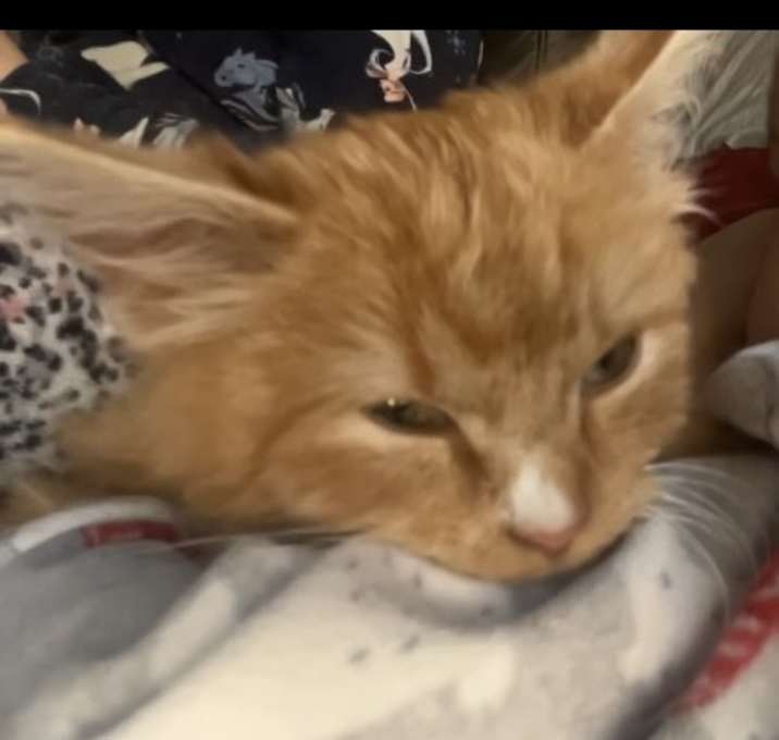 Photo of Pumpkin