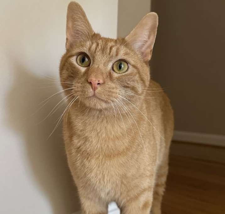 Photo of Finneas