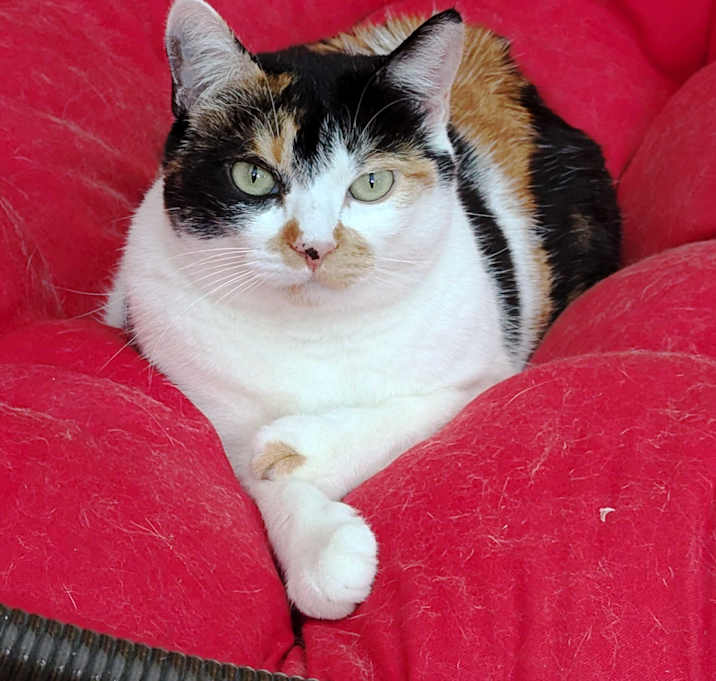 Photo of Cali: A CA Calico Cat!