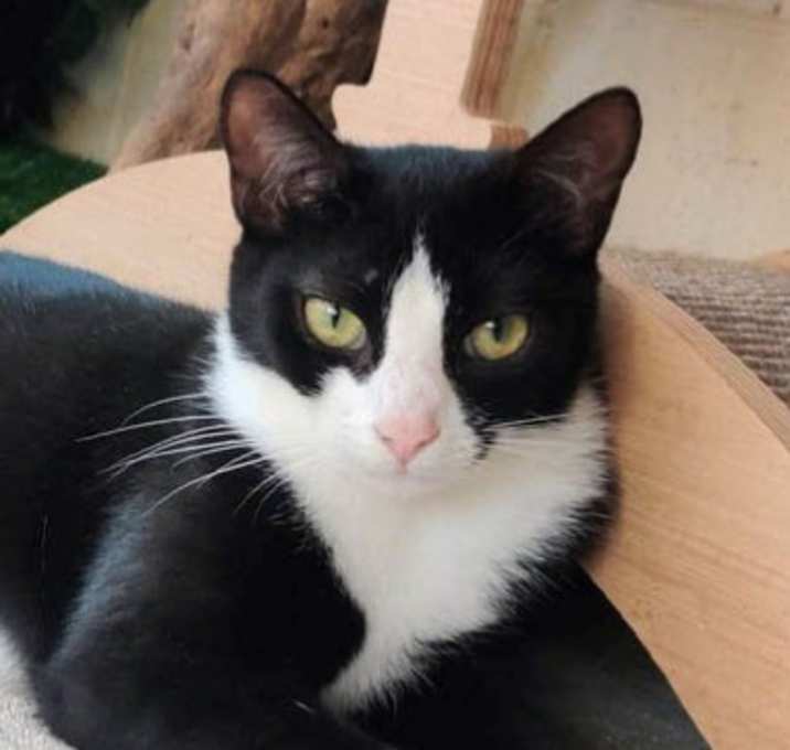 Photo of Figgy