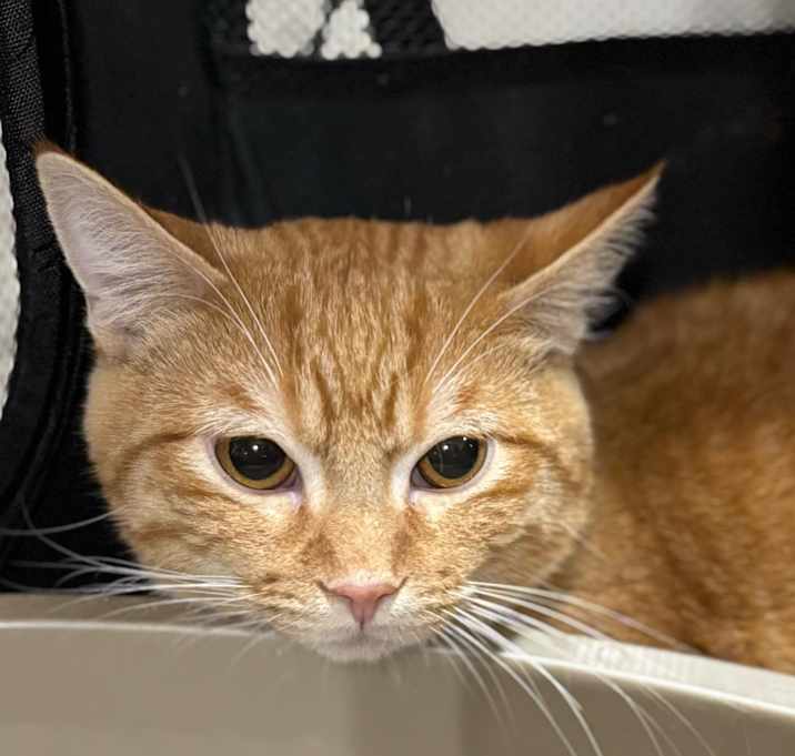 Photo of Oliver